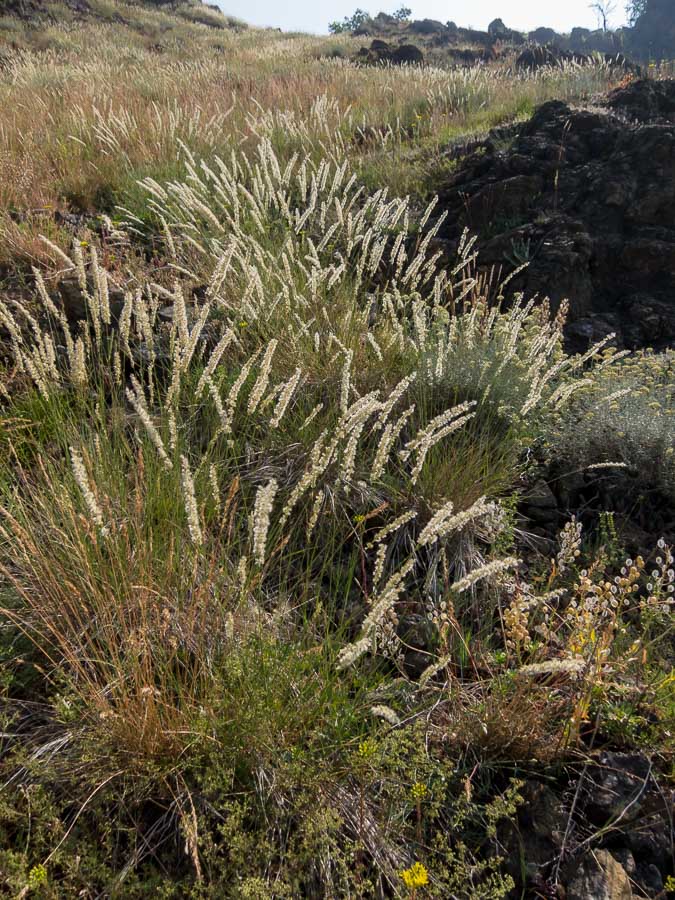 Melica ciliata / Melica barbata